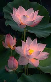 Pin By Meliantina On Nails Nail Art Inspiration Lotus Flower Pictures Lotus Flower Wallpaper Lotus Flower Art