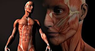 10 curiosidades del cuerpo humano