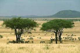 African Savanna Htm Savanna Biome Savanna Animals Savanna Grassland