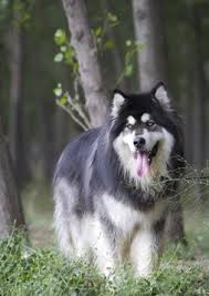 Receive a quote in seconds, submit claims from your mobile device, and get reimbursed electronically. Dog Breed Guide Alaskan