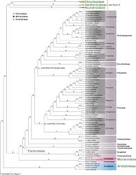 Image result for Tristachya superba