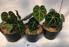 Add texture, variety and quirk to your houseplant collection by welcoming this unique floral gem into your home. Anthurium Clarinervium Healthy Plant And Alive Ready Shoots Baby And Medium Ebay