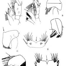 PDF) Two new species of sand-burrowing amphipods of the genus Haustorius  Müller, 1775 (Amphipoda: Haustoriidae) from the northwestern Gulf of Mexico