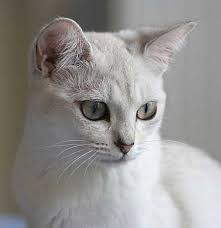 The Burmilla This Cat Breed Is The Result Of A Cross Between Burmese And Long Haired Chinchilla Cats The Burmilla Is Burmilla Cat Cat Breeds All Cat Breeds
