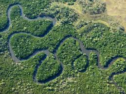 Cada uno de los cuales cumple . Que Es La Biodiversidad Biodiversidad Los Enlaces De La Vida