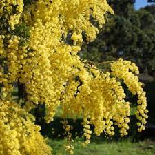 We did not find results for: Acacia Baileyana Cootamundra Wattle Australian Plants Online