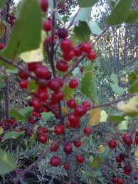 Image result for Rhamnus prinoides