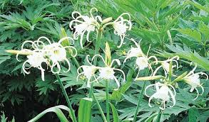 Image result for Ismene narcissiflora