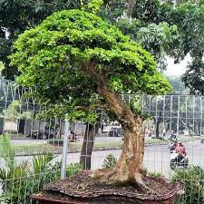 pin oleh ryan bradley di beautiful bonsai in indonesia pohon bonsai bonsai pohon