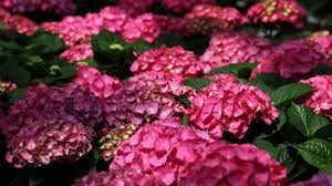 Buy pink hydrangea wallpaper today or come in and see our other designs. Pink Hydrangea Flowers Wallpaper Flowers Wallpaper Better