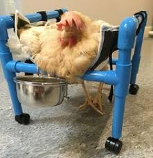 We did not find results for: 33 Chicken Therapy Devices Ideas Chickens Chicken Chickens Backyard
