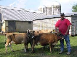 Mini Jersey Cow They Are Actually The Original Size Of Jerseys The Larger Ones Were Bred To Be Bigger For The Dairy Ind Miniature Cows Mini Cows Cow Pictures