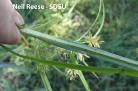 Image result for Cyperus renschii