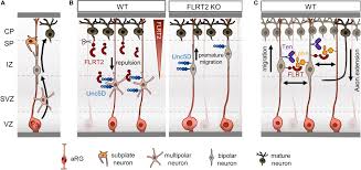 Trying to find isabel salinas? Frontiers Flrting Neurons In Cortical Migration During Cerebral Cortex Development Cell And Developmental Biology