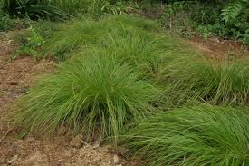 Image result for Carex angolensis