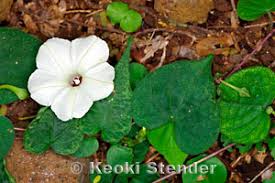 Image result for Ipomoea obscura