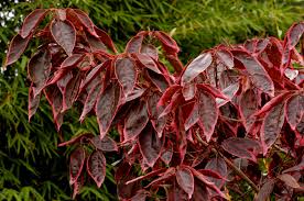 Image result for Acalypha volkensii