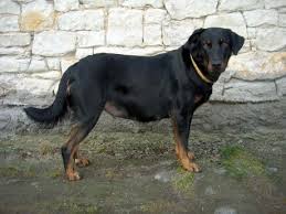 Image result for sedmihradský honič