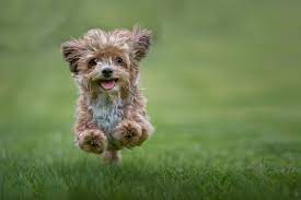 A dog that loves to spend time outdoors could be good, too. 20 Best Hypoallergenic Dogs Top Dog Breeds That Don T Shed Fur