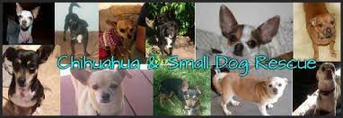Mother gaia animal rescue is a 501 (c) (3) rescue based in colorado. Chihuahua Small Dog Rescue Inc Reviews And Ratings Colorado Springs Co Donate Volunteer Review Greatnonprofits