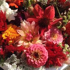 We did not find results for: Red Fire Farm Flowers From The Farm