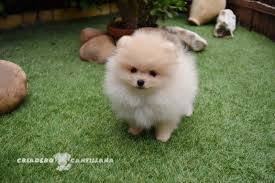 Le spitz type allemand blanc taille petit et le type pomeranian orange nain ou petit. Spitz Nain Elevage De Chiens En Cantillana Seville Spagne Criadero Cantillana