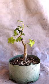 Maybe you would like to learn more about one of these? Developing A Sweetgum Bonsai Bonsai South