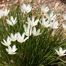 Image result for Zephyranthes candida