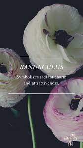Ranunculus