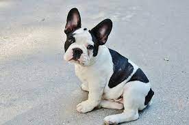 Find french bulldogs for sale on oodle classifieds. French Bulldog Price What Does A Frenchie Cost My Dog S Name