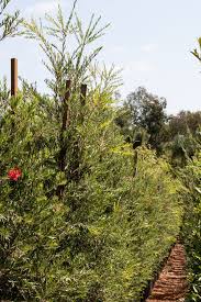 Image result for Senecio viminalis