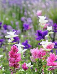 Die Schonsten Salbei Fur Deinen Garten Stilvolles Design Einfach Gepflanzt Salbei Pflanzen Winterharte Blumen Pflanzen