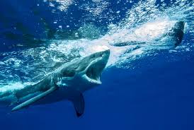 As scientific research on these elusive predators increases, their image as mindless killing machines is beginning to fade. Humpback Whale Attacked By Great White Sharks Baleines En Direct