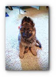 Common health problems in german shepherds. You Need This German Shepherd Rescue Ohio Working German Shepherd Breeders German Shepherd German Shepherd Dogs Buy German Shepherd