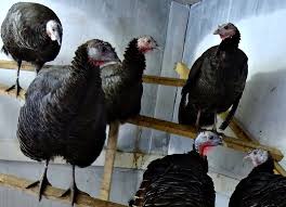At 6 months a heritage turkey has not even finished growing it's frame, or started to put on much weight, so it would make a very skinny processed bird! The Largest Turkey In The World By Weight The Largest Bull In The World And The Largest Turkey