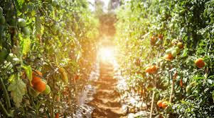 Ideally you want to make a mushroom compost if you are already growing mushrooms at home how to grow curly kale. Is Mushroom Compost Good For Tomatoes