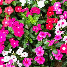 Recomeneded Vinca Flower Garden Seeds Pacifica Xp Series Color Mix 1000 Seeds Annual Flower Gardening Seed In 2021 Annual Flowers Flower Seeds Flower Garden