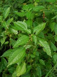 Image result for Pilea sublucens