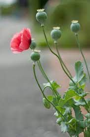 Poppy Pods Poppy Flower Poppy Pods Flower Photos