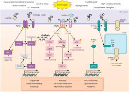 Les professionnels des métiers d'art, les centres de formation et les organismes œuvrant pour le secteur. Endoplasmic Reticulum Stress Signalling And The Pathogenesis Of Non Alcoholic Fatty Liver Disease Journal Of Hepatology