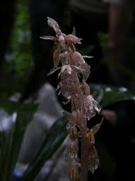 Image result for Epipogium roseum