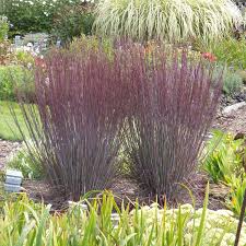 Image result for Schizachyrium