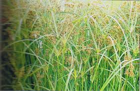 Image result for Cyperus longus