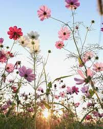 By Yenhunglin Cosmos Flowers Beautiful Flowers White Flowers