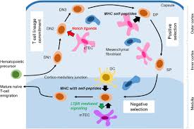 Engineering approaches for regeneration of T lymphopoiesis
