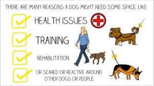 Uczestnik postanowił skorzystać z pomocy publiczności, po czym zaznaczył a. Beda Nowe Mandaty Dla Wlascicieli Psow A Wiesz Co Oznacza Zolta Wstazka U Psa Rzeszow Eska Pl