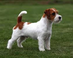 Royal canin breed nutrition jack russel. Jack Russell Dogs Or Puppies For Sale In Krugersdorp Pets Gauteng Public Ads