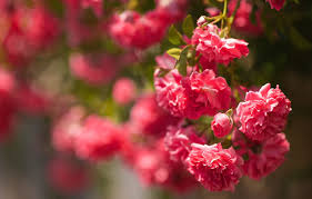 Photo Wallpaper Flowers Background Bush Roses Garden Hd Wallpaper Rosary For Desktop 1332x850 Wallpaper Teahub Io Browse and download the best free stock rosary images. photo wallpaper flowers background