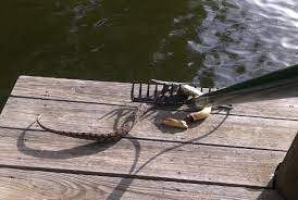 Water moccasin on wn network delivers the latest videos and editable pages for news & events, including entertainment, music, sports, science and more, sign up and share your playlists. Water Moccasin Kill On Cross Lake In Shreveport La Cross Lake Shreveport