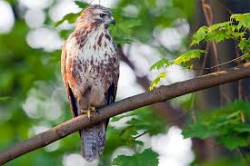 Der star (sturnus vulgaris) gehört zu den singvögeln. Balzende Mausebussarde Nabu
